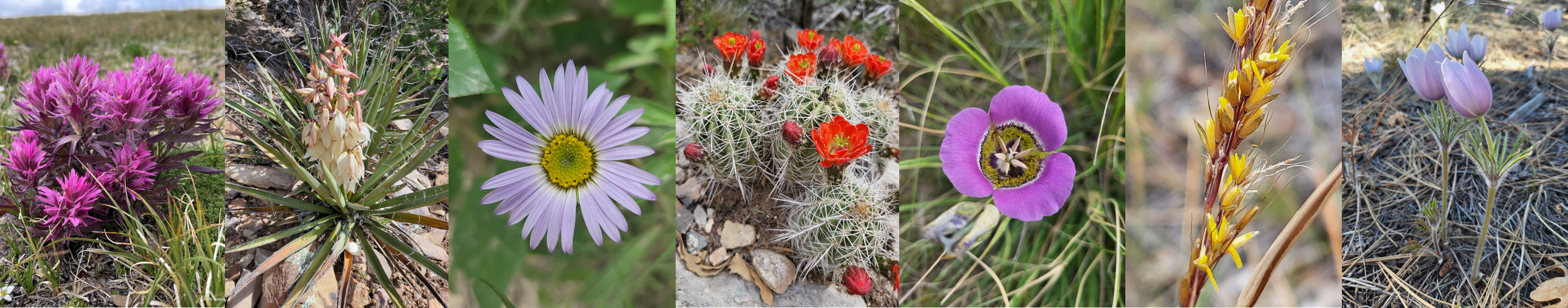 Not rare yet beautiful plants