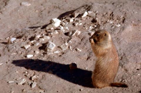 Blacktailed Prairie Dog standing