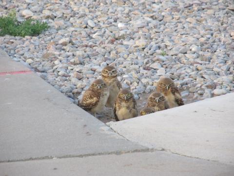 Burrowing Owl Chicks